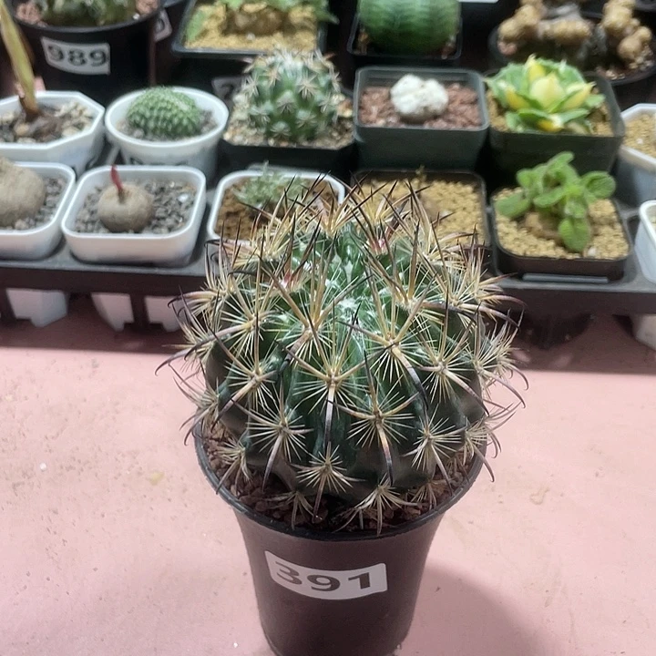 391实生大颗虎爪玉