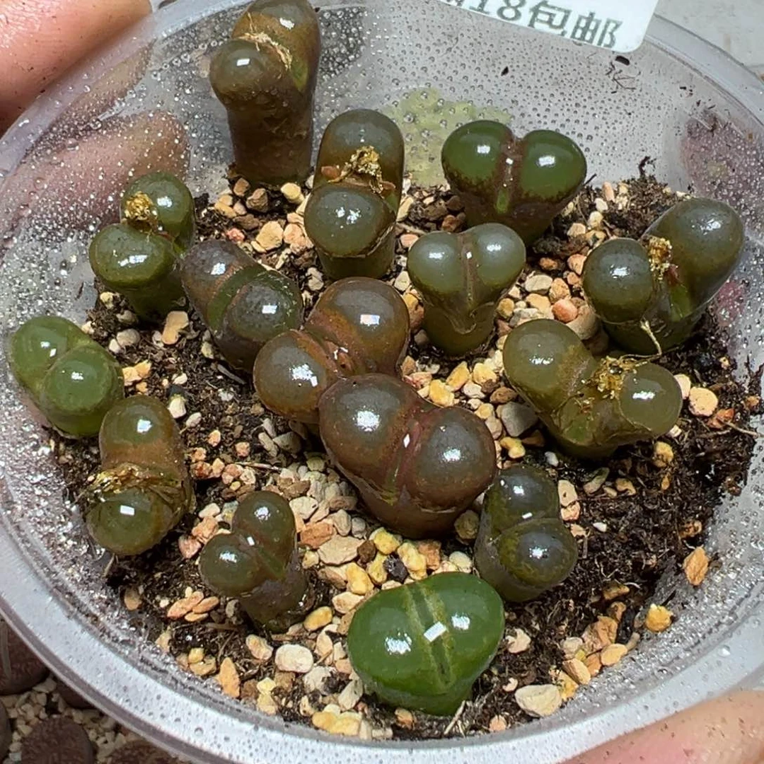 【闪购商品】 477。