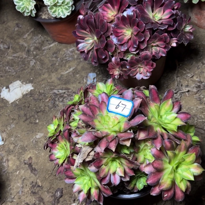 多肉植物断枝不包67