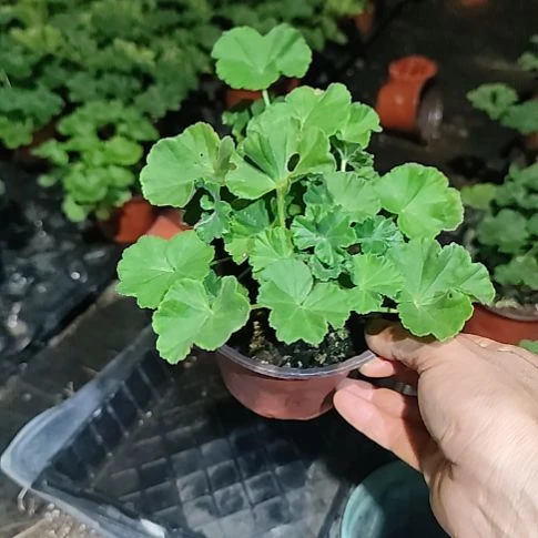 无花朵托斯卡纳，，，