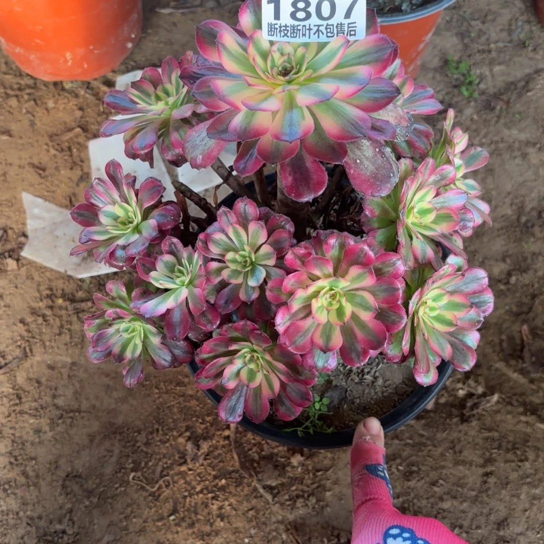 M. 1807月蝉多肉。cafeno