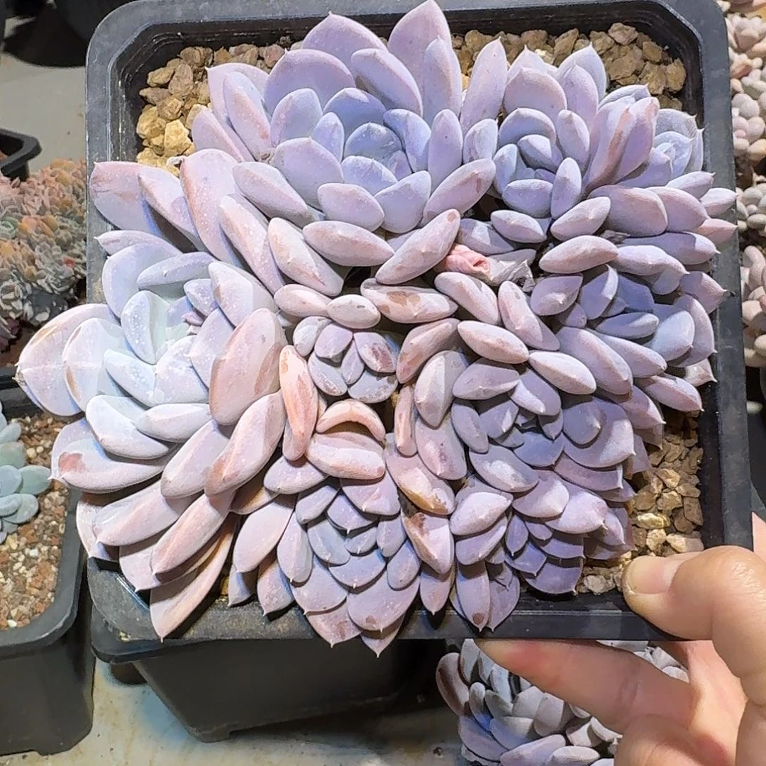 菩提子缀化多肉16公分