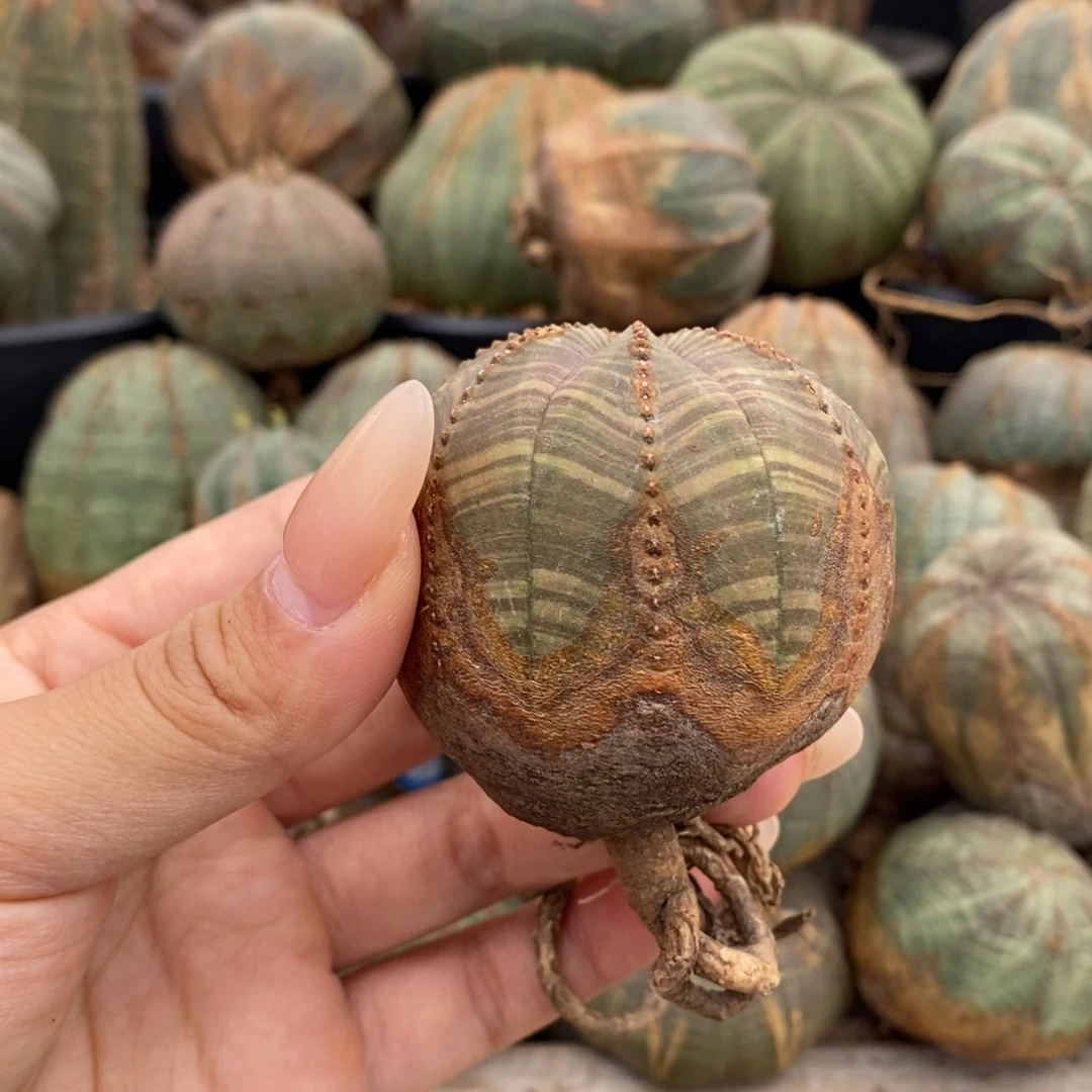 11欧系实生布纹球一物一拍