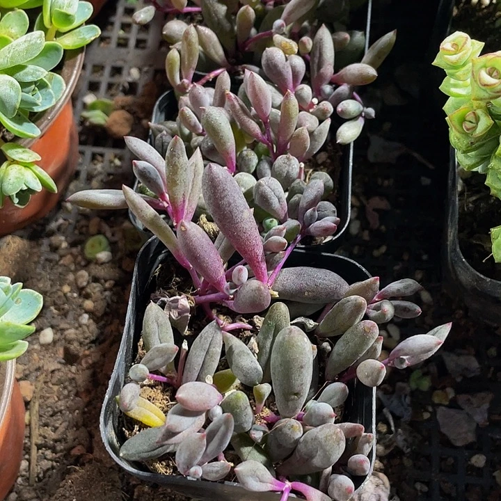 紫玄月2.8带盆土发