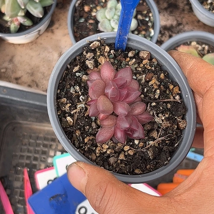 多肉植物迷雾泡泡171