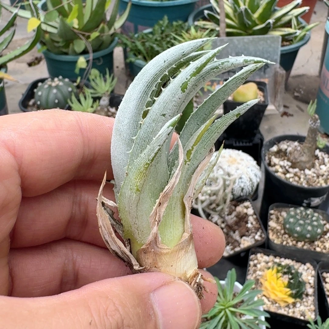 菠***派899斑马沙漠凤梨脱土发货