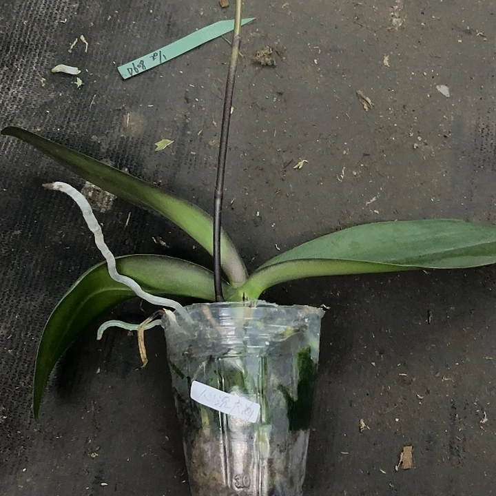 当前无花栽培后可以开花实生3.0带剑微瑕