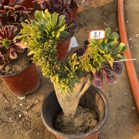 原始绿缀嫁接一物一拍