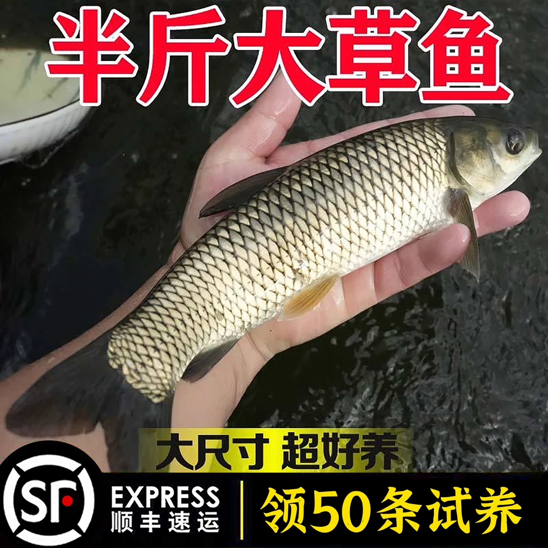 草鱼活鱼淡水养殖食用活体饲料鱼皖鱼小草鱼批发特大草鱼包活耐活