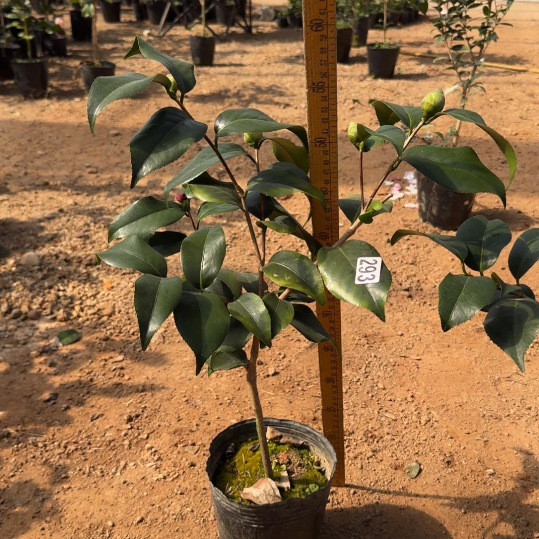 少量花朵（建议范围：2朵-5朵 或40%以下）293云斑