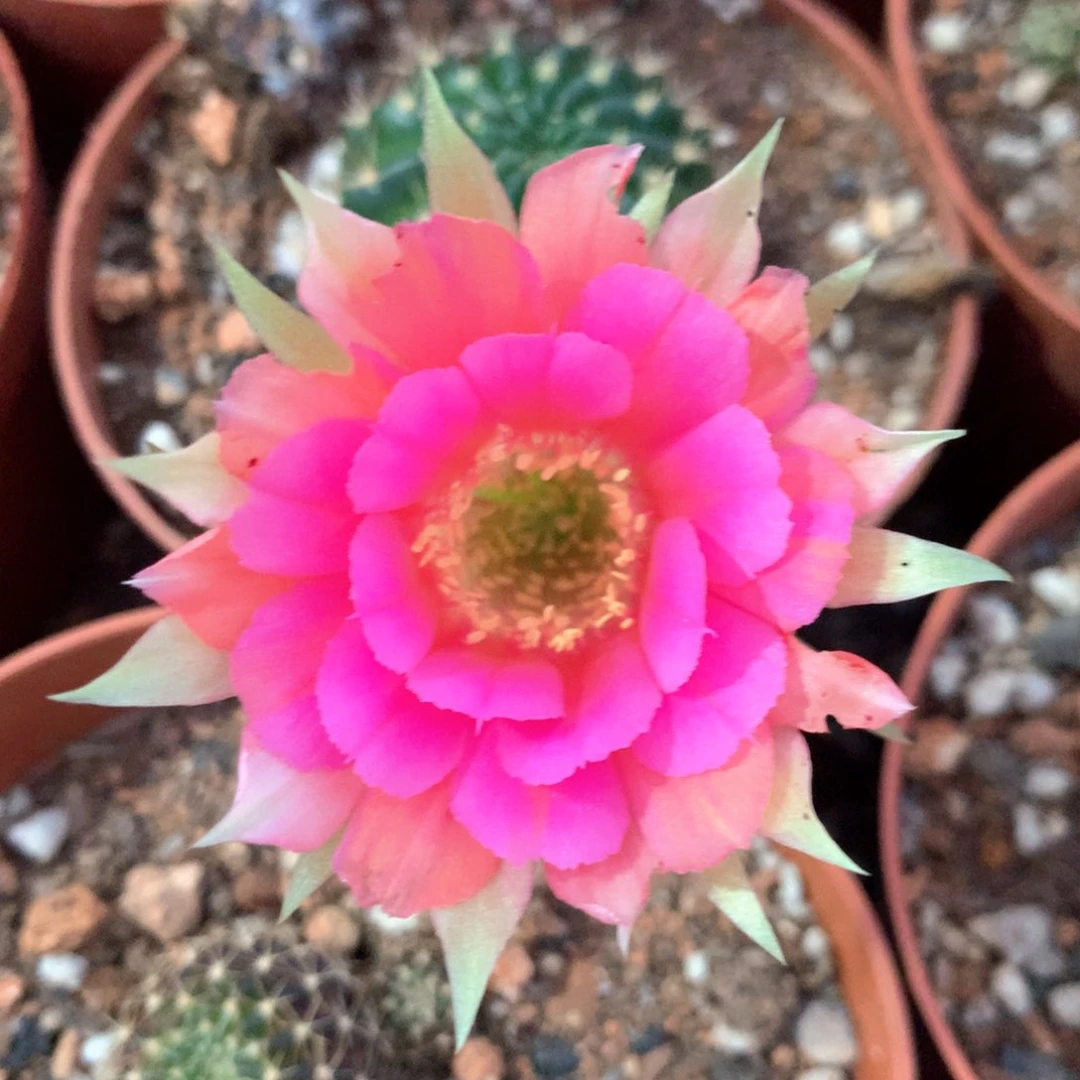 8184实生丽花10公分杯球小