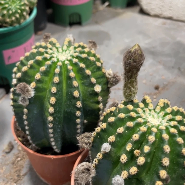 红花金刚带花苞一杯