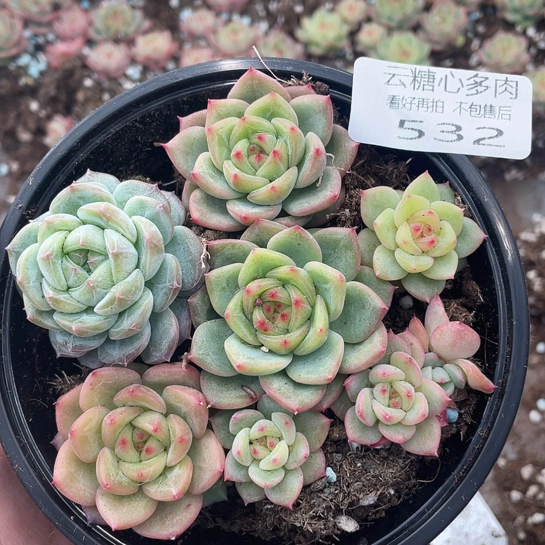 云糖心多肉植物532