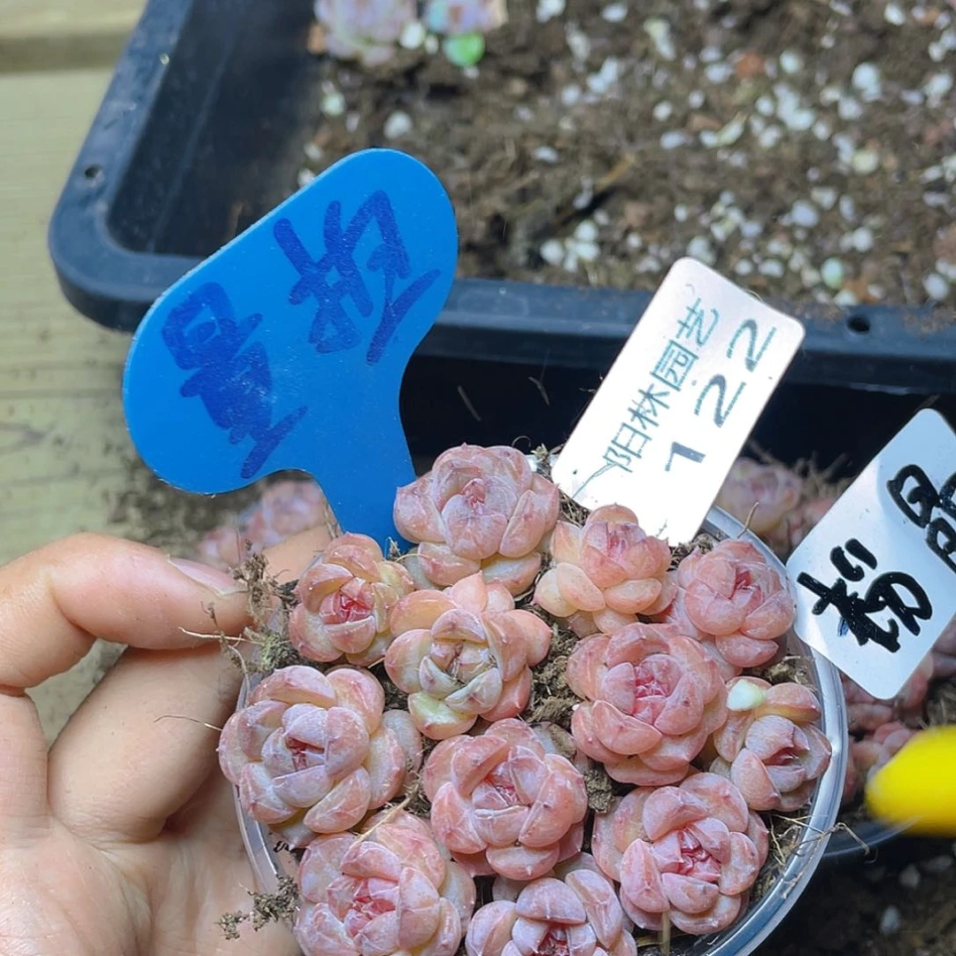 量拍多肉植物多肉植物122
