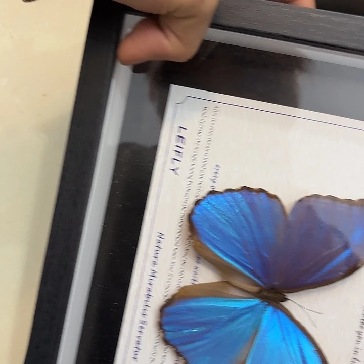 睡***局蝴蝶标本定制68号