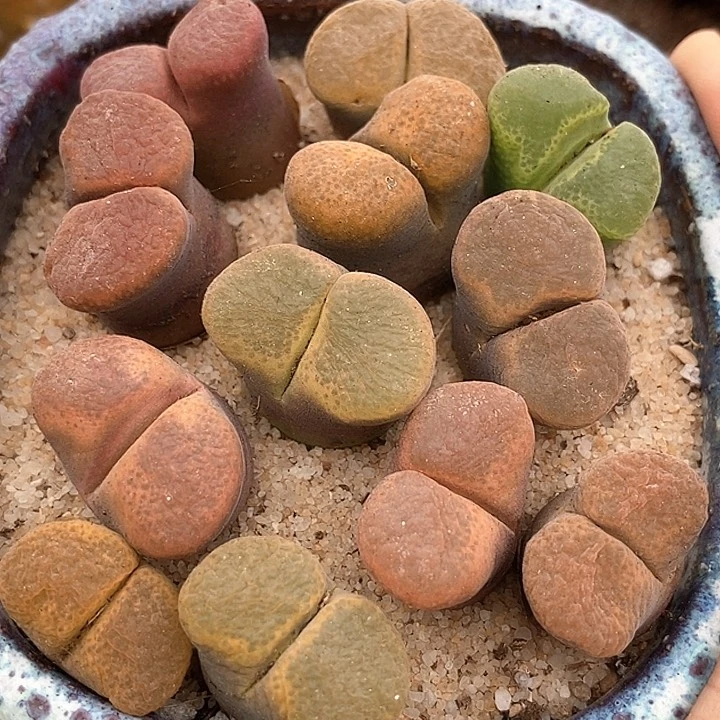 六年风铃母本一颗