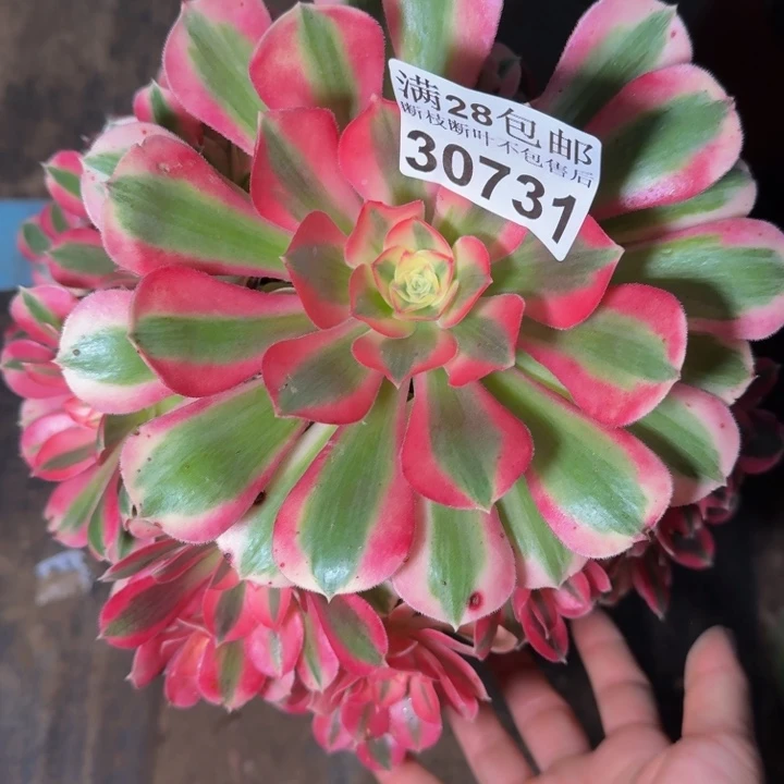 30731女巫多肉植物