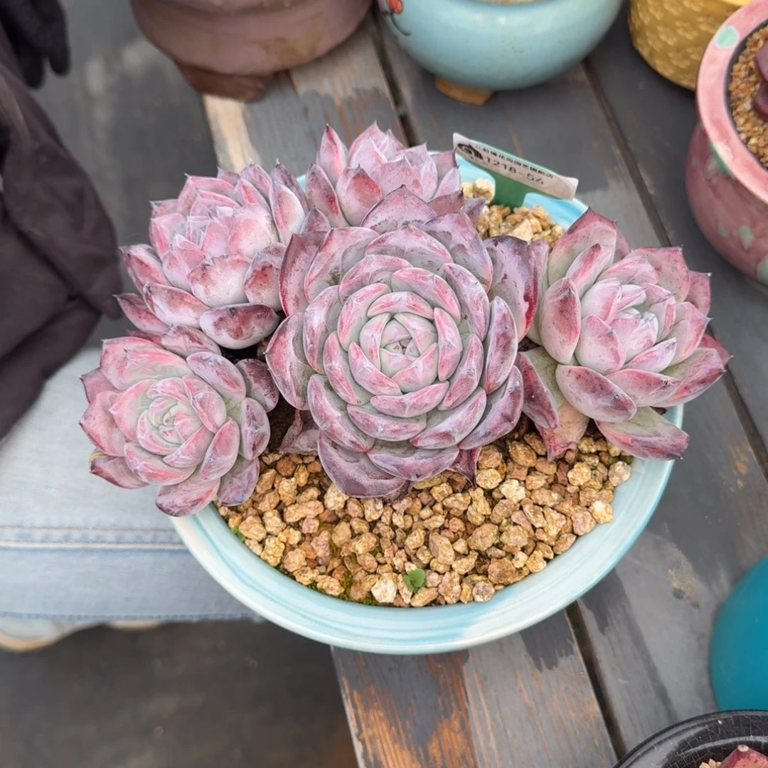 从前慢多肉精选编号1218.54