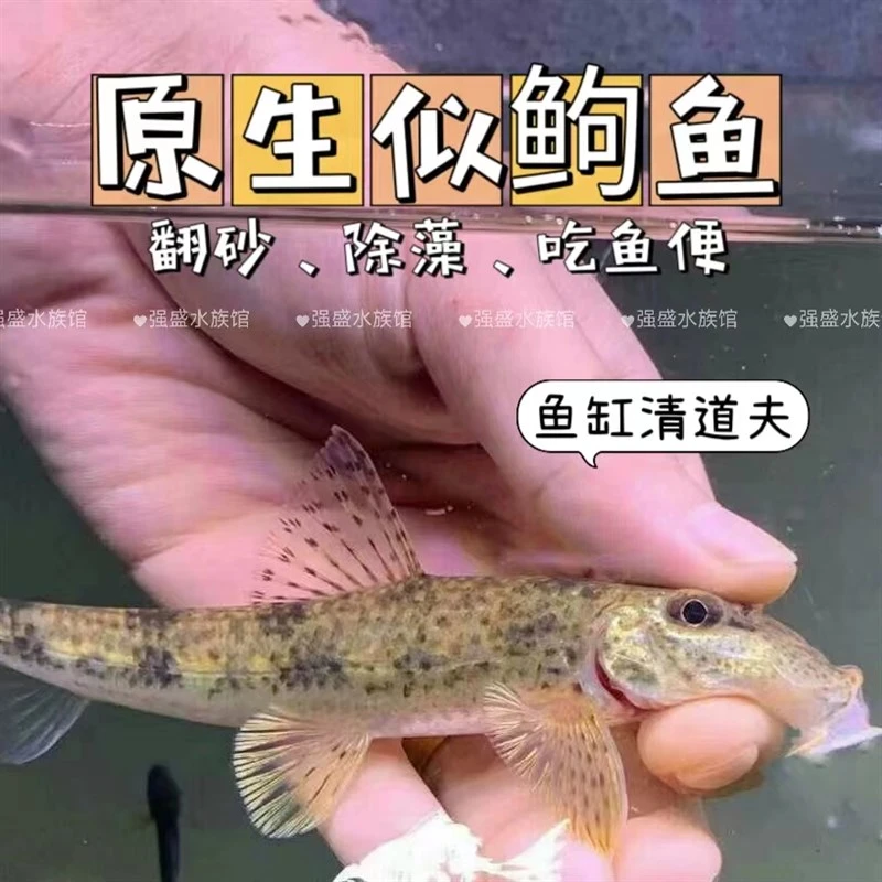 似鮈鱼自动翻砂鱼洗砂鱼工具鱼清洁鱼原生鱼呆萌条纹花鱼