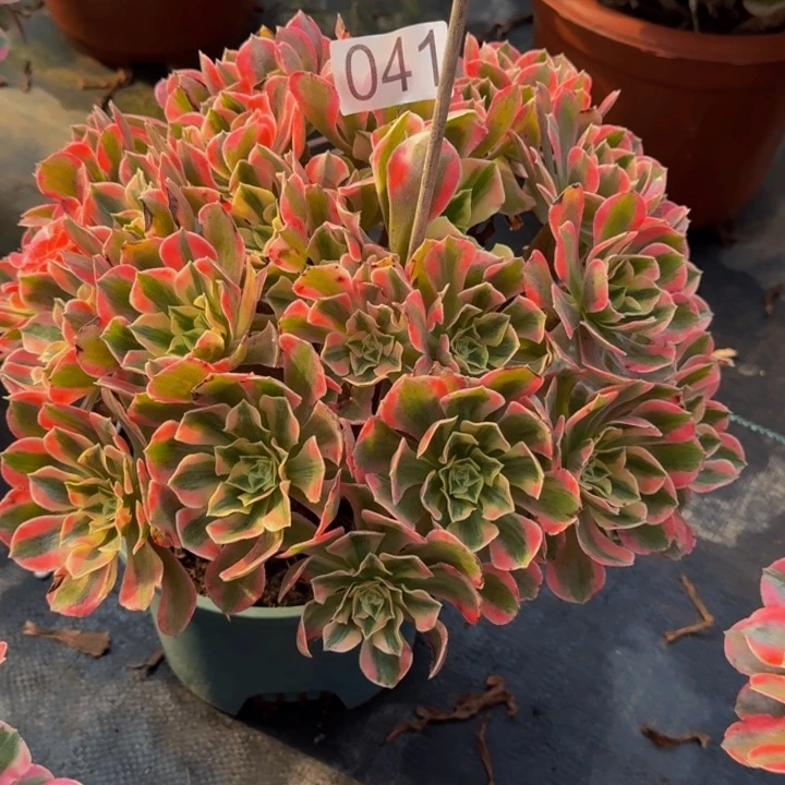 000000000000041女妖