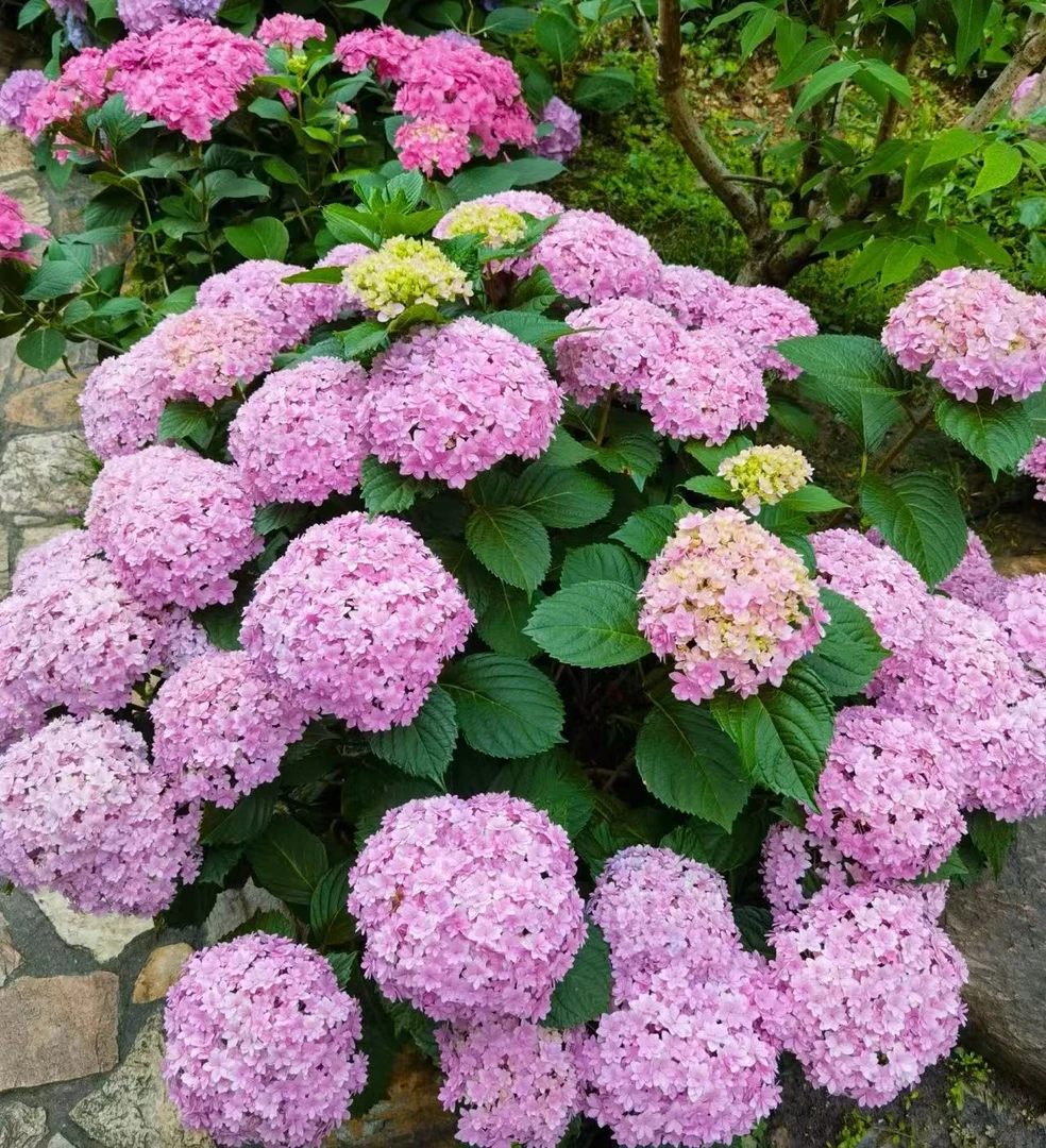 太阳神殿绣球盆栽庭院阳台新手易养护喜水植物养护