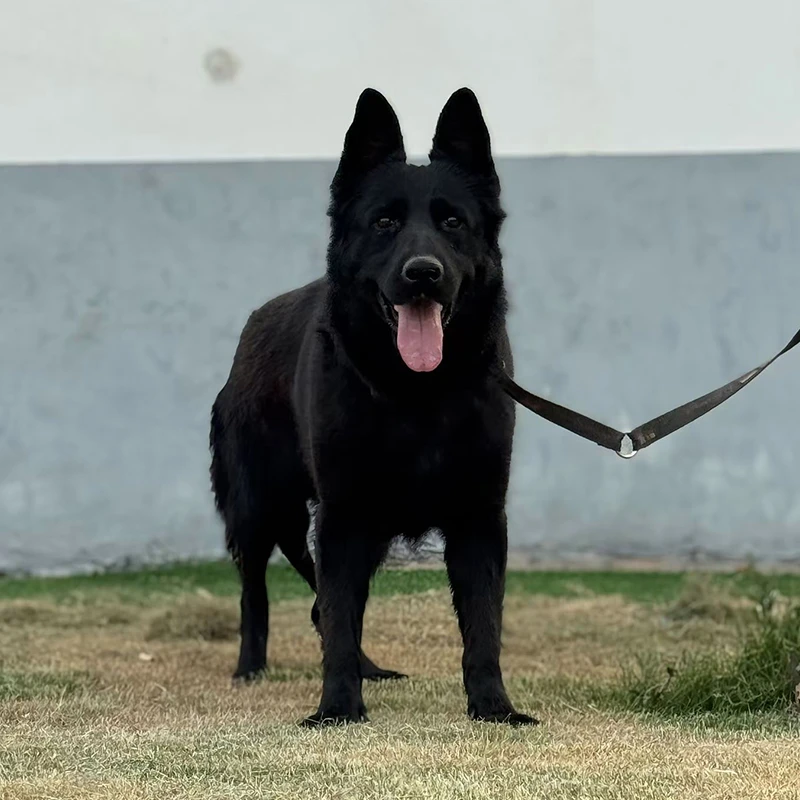 【懂得东德】东德牧羊犬幼犬出售狼灰太极纯黑东德幼崽活体宠物狗狗