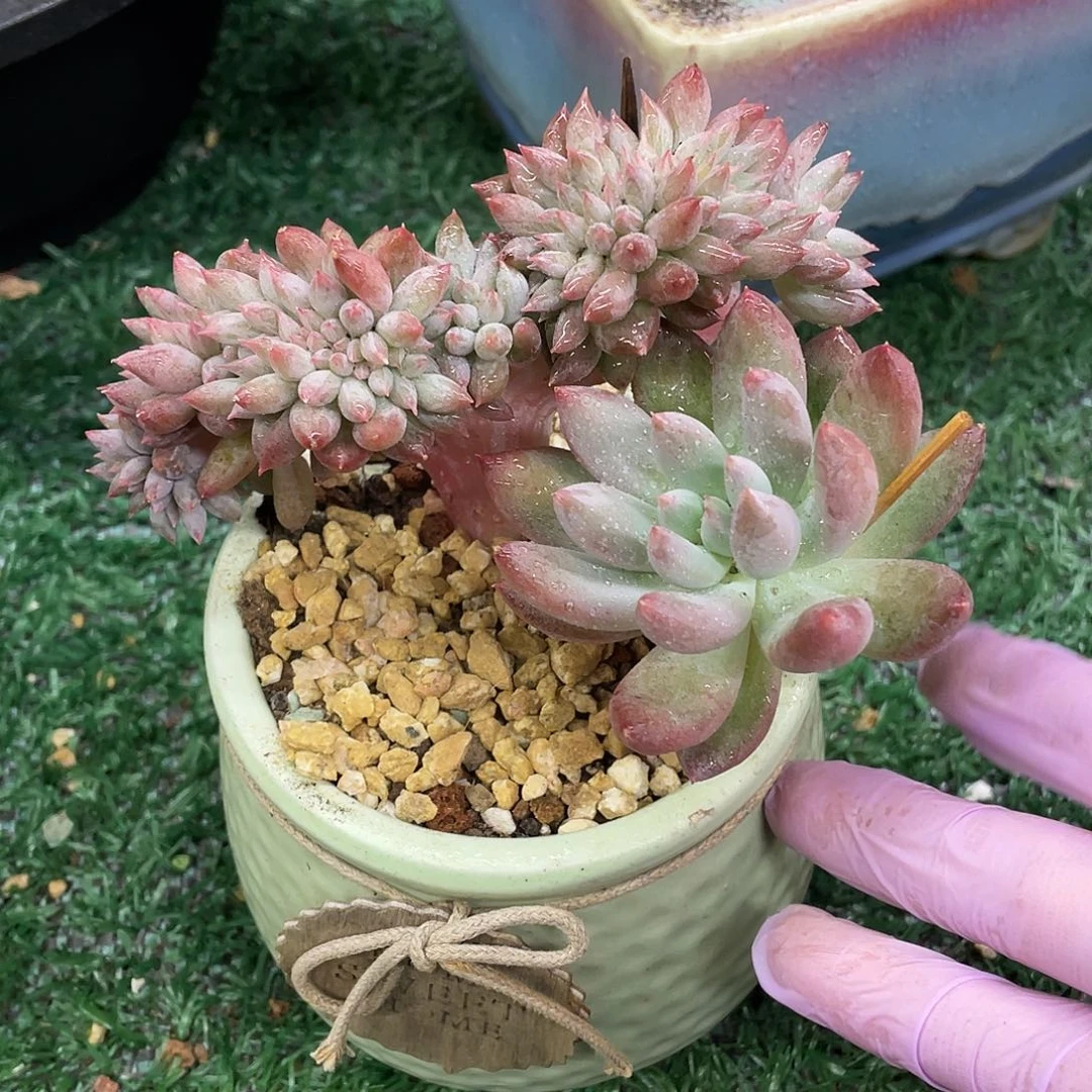 所罗门缀一物一拍28包邮非偏远