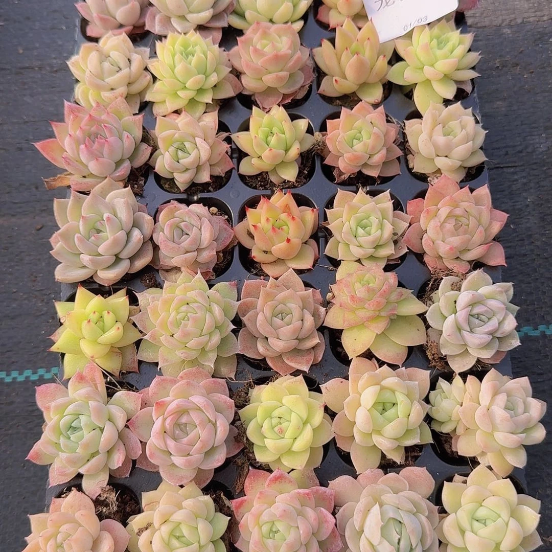 直播福利一物一拍303