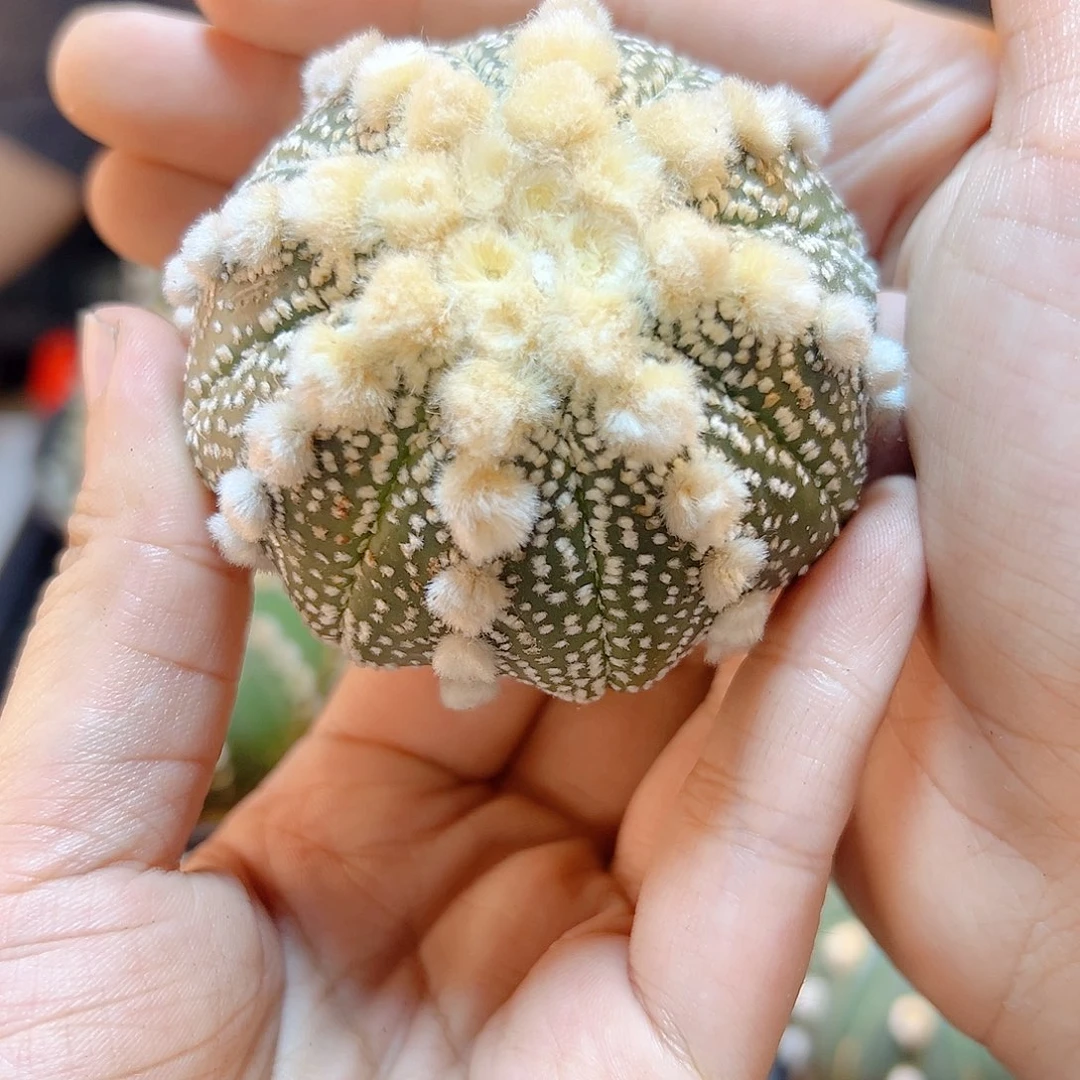 6号苗接大尤超兜无根6.8公分