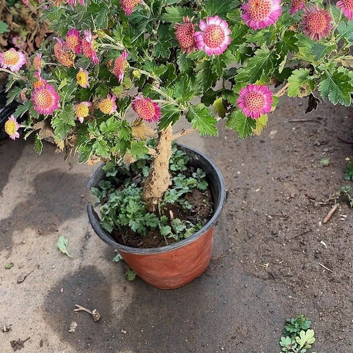 浮***休完全开放45菊花菊花菊花菊花菊花