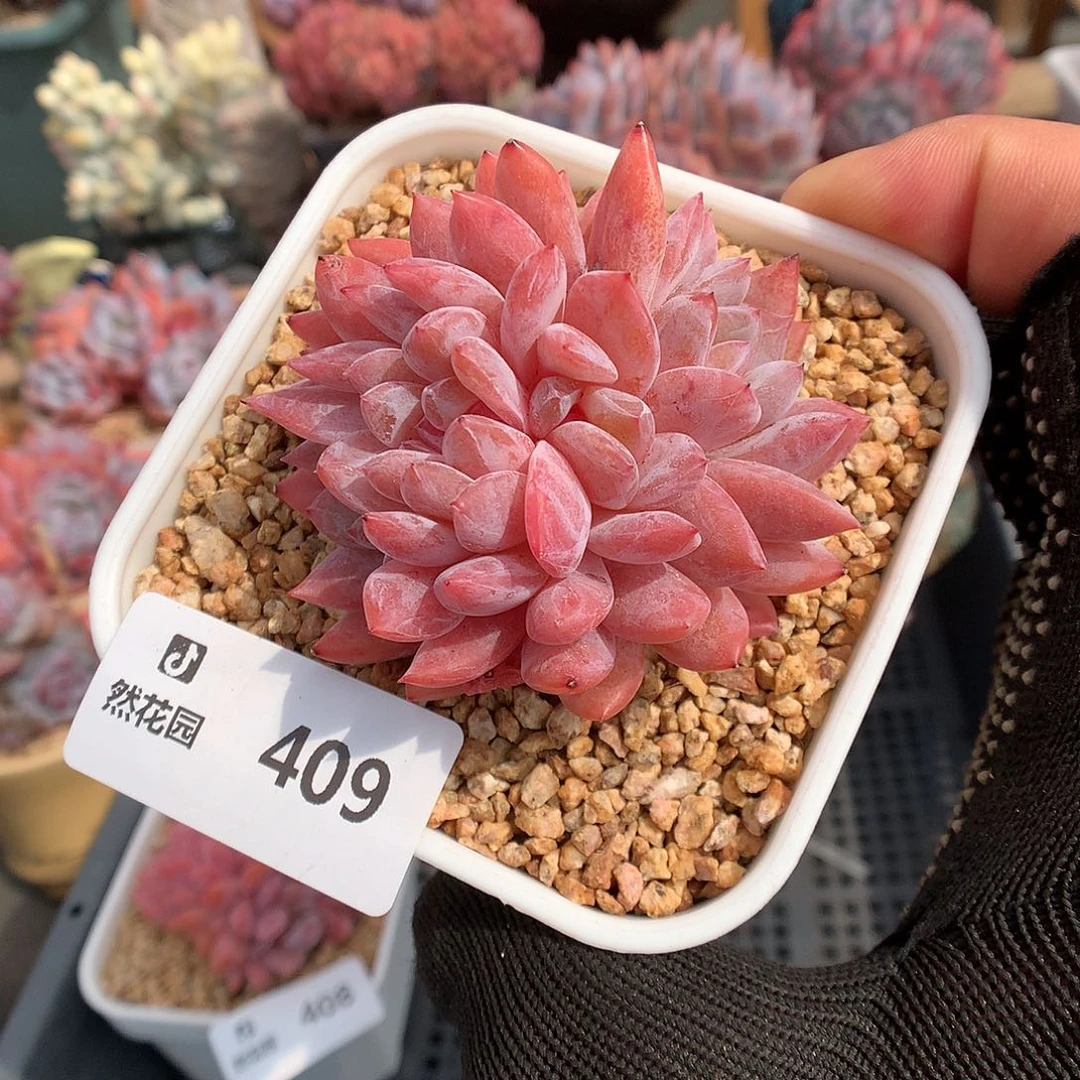 409雪天使多肉植物66666