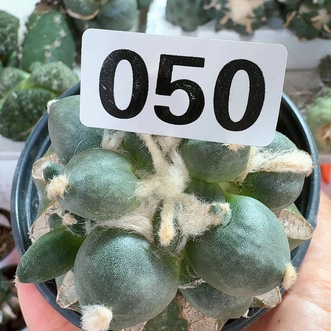 【闪购商品】无花朵落*蛋尤050