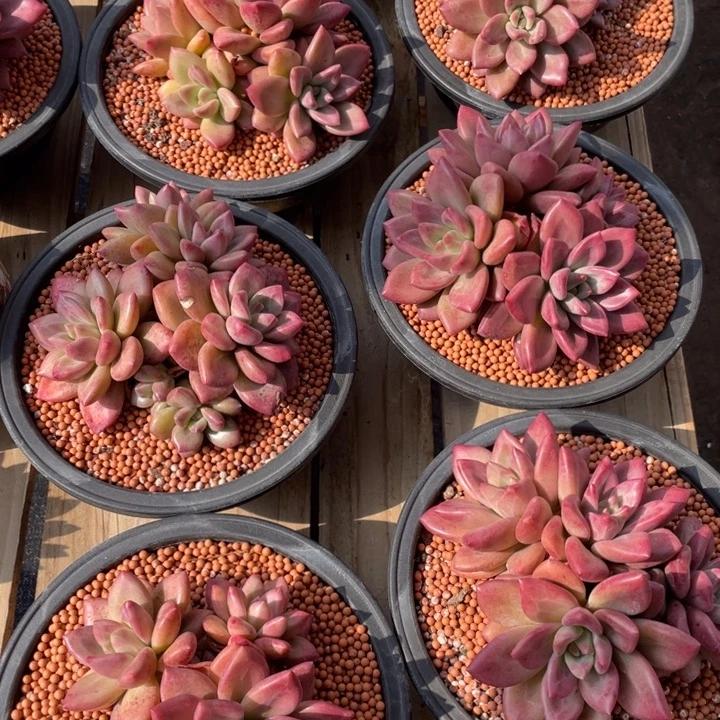 赫菲斯托，老桩，无砍