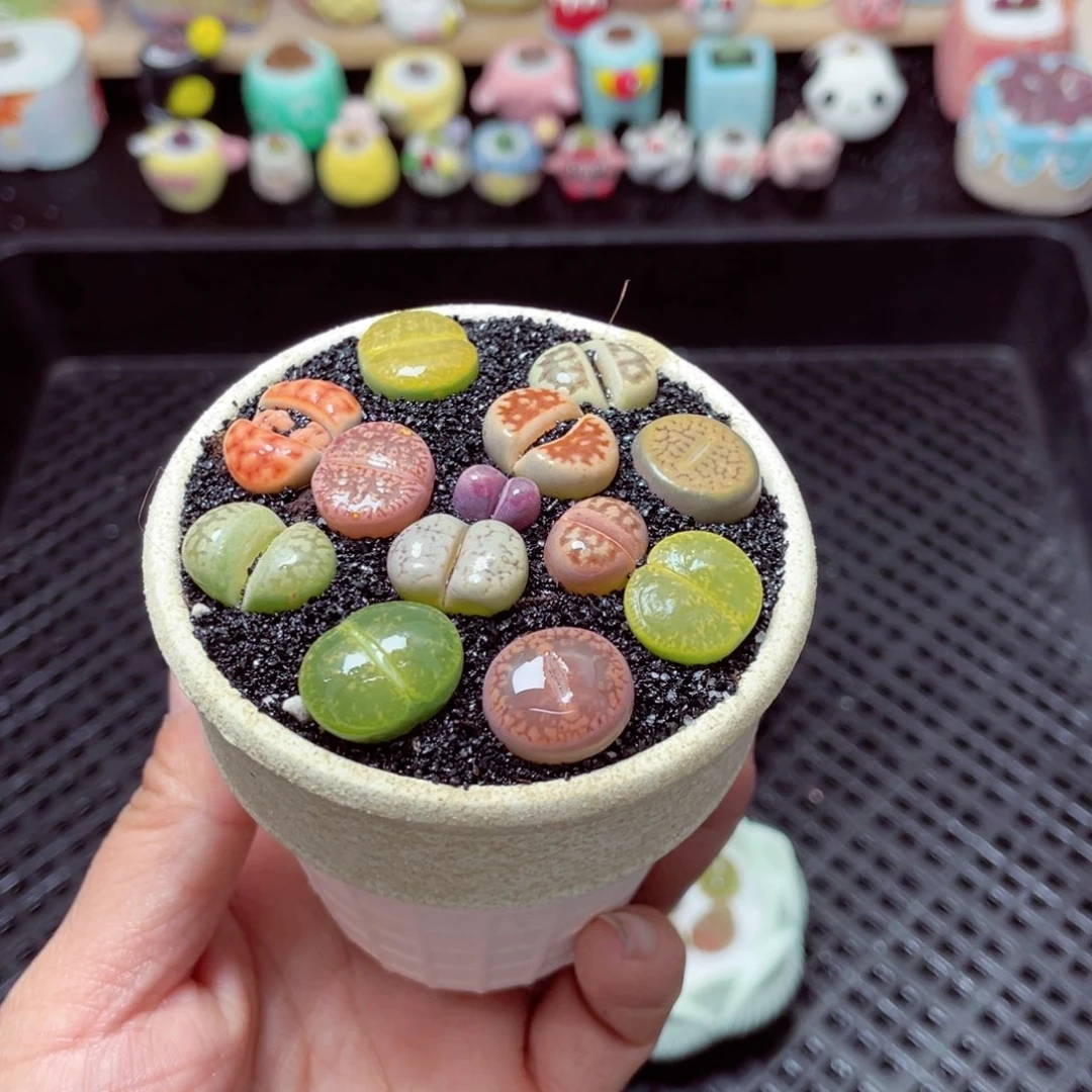 w3923 带盆土发货-零下地区拍保温箱