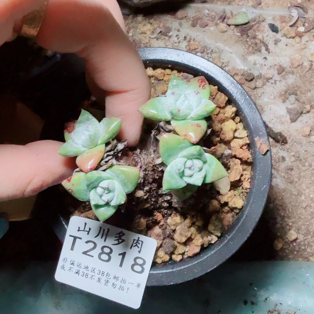 2818苹果叶仙女杯多肉