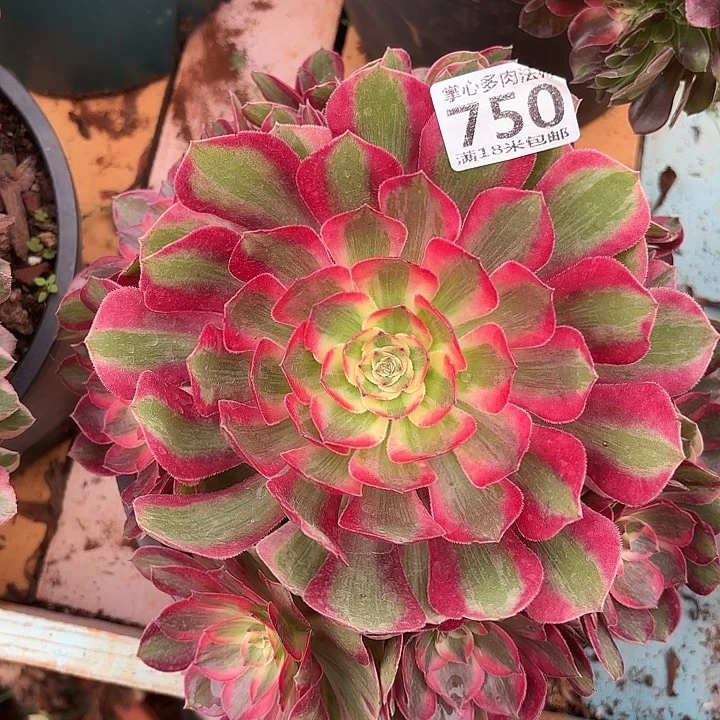 750赤子心诺米多肉法师锦不包侧枝断枝