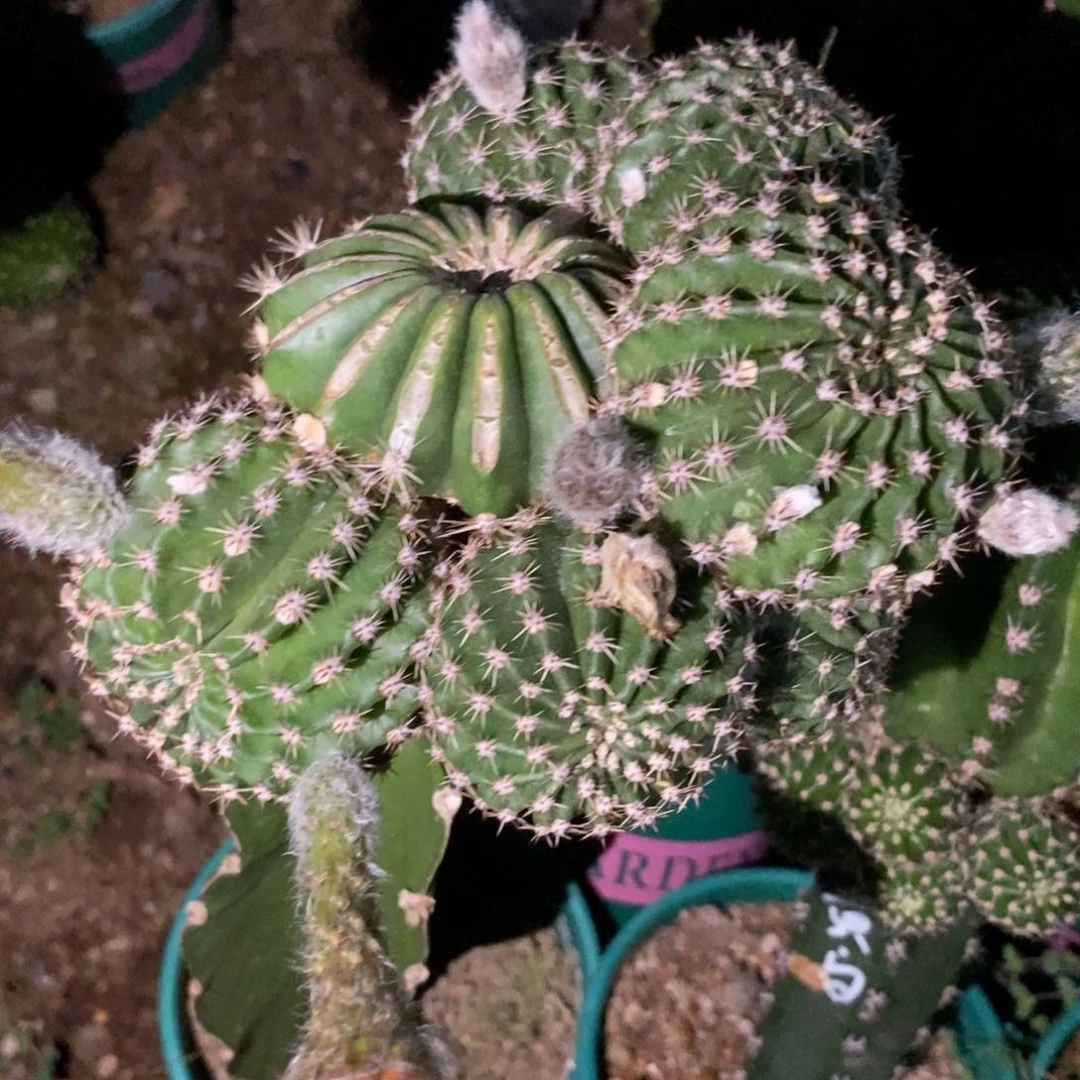新品彩草皱黄白侧芽一个