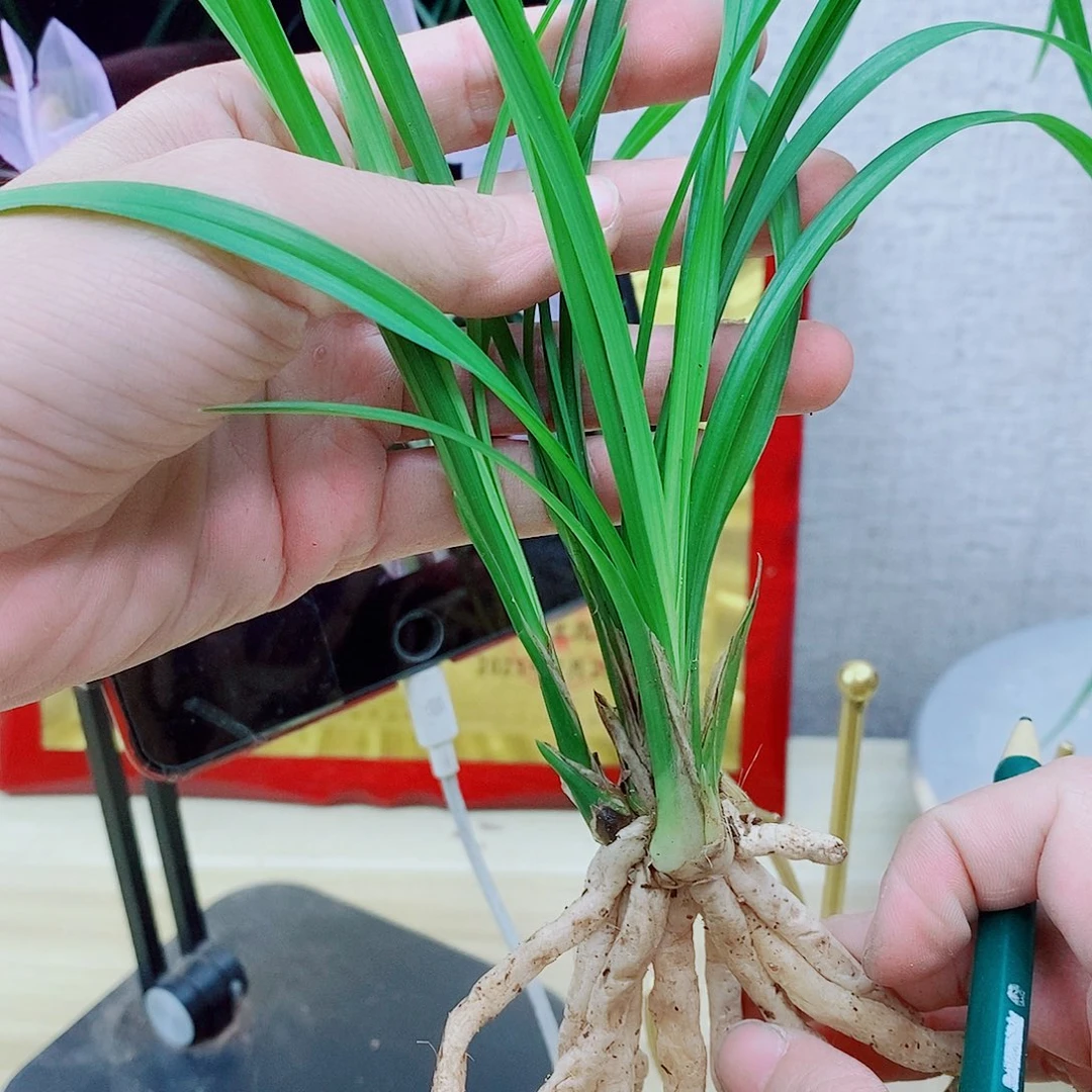 当前无花栽培后可以开花春兰建兰莲瓣等