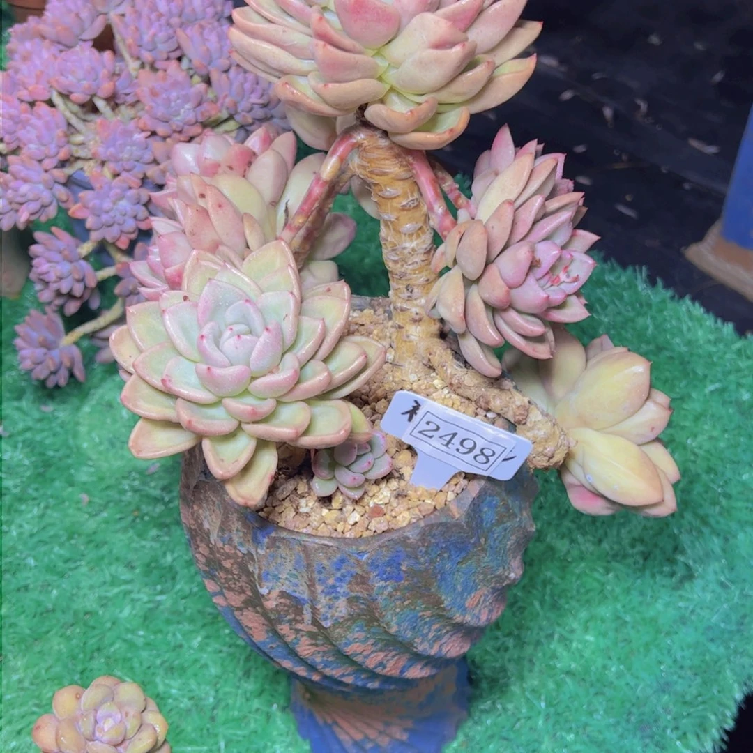 如*阁奶油恶黎2498多肉植物