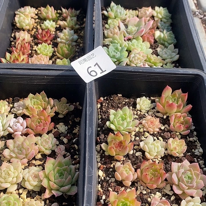 61 多肉植物盆栽花卉0