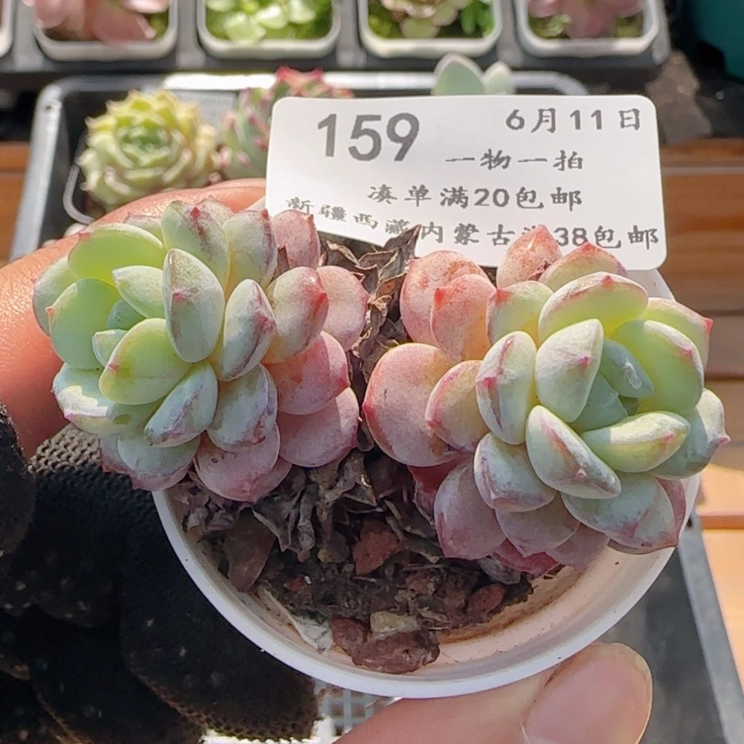 0611-159点绛唇双头