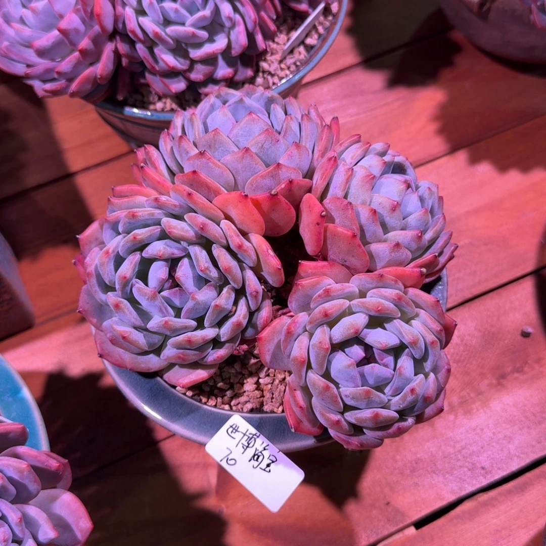 世博海宝橙梦露群脱土发货