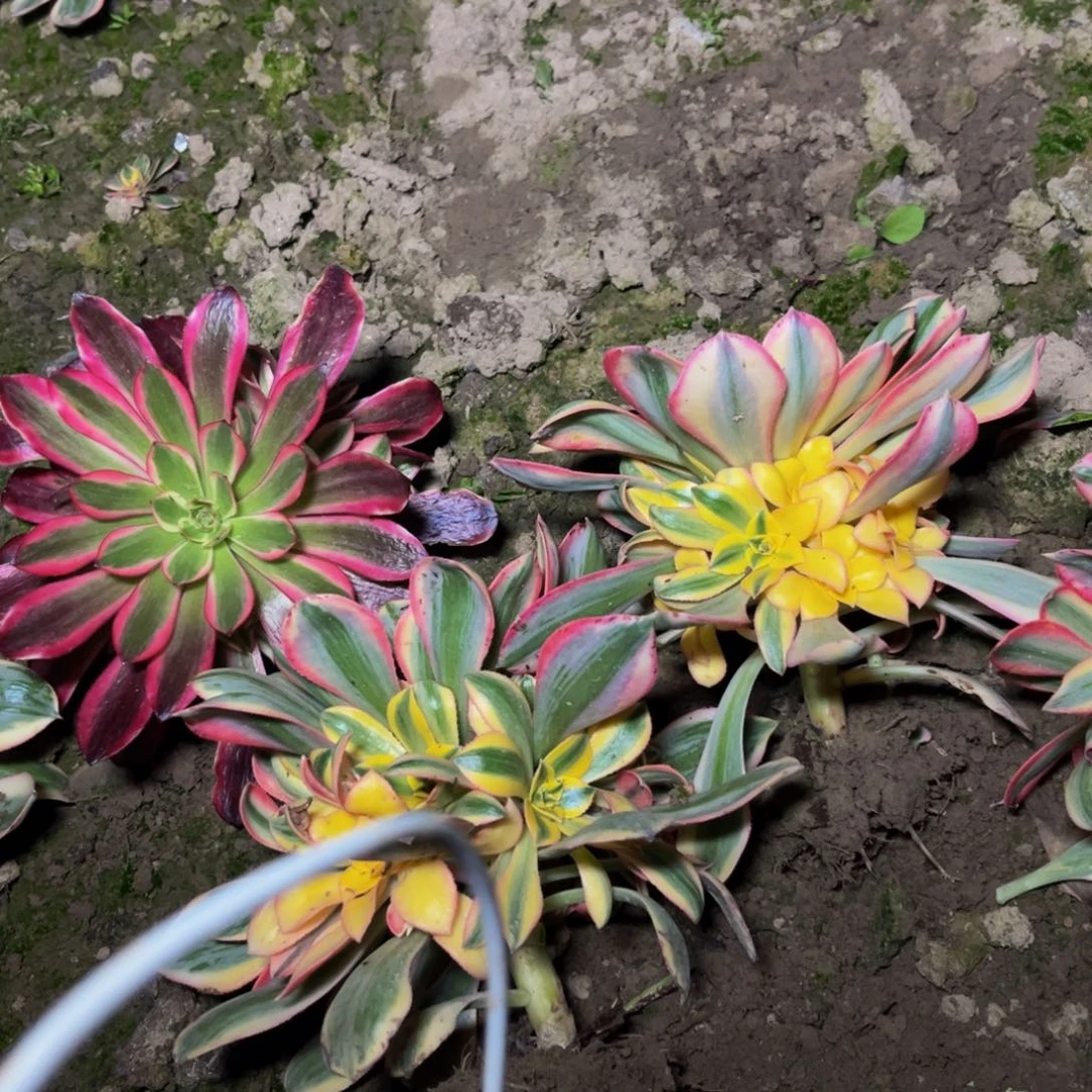 灿烂多肉植物捧花的