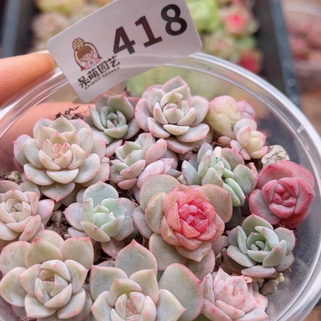 ?****多肉植物多肉植物