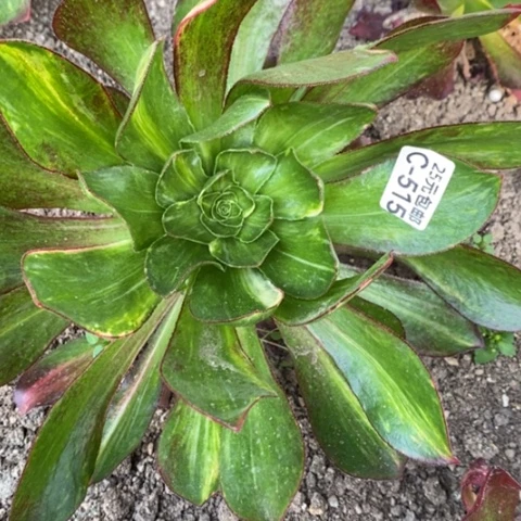 我****草515魅影七彩满28包邮多肉