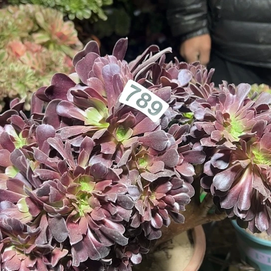 Z***9多肉植物一个欧子789