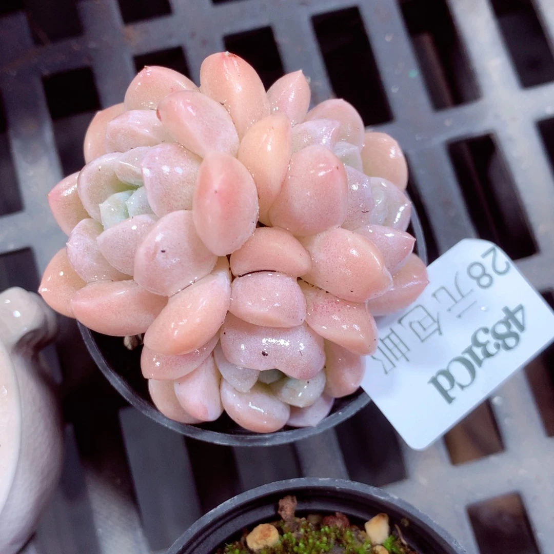 5厘米盆精控多肉4831