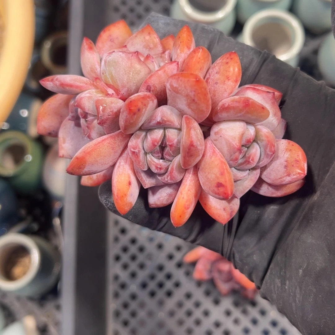 五头星影00000000000