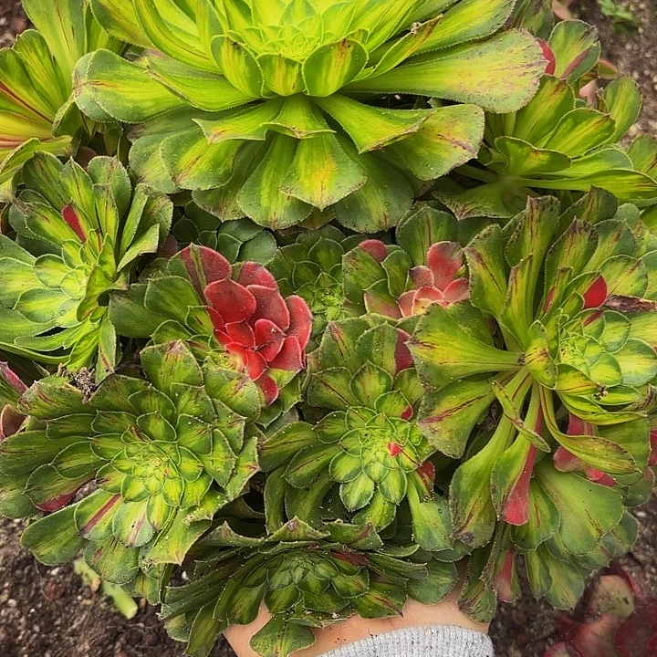 哈哈多肉葡萄福利143