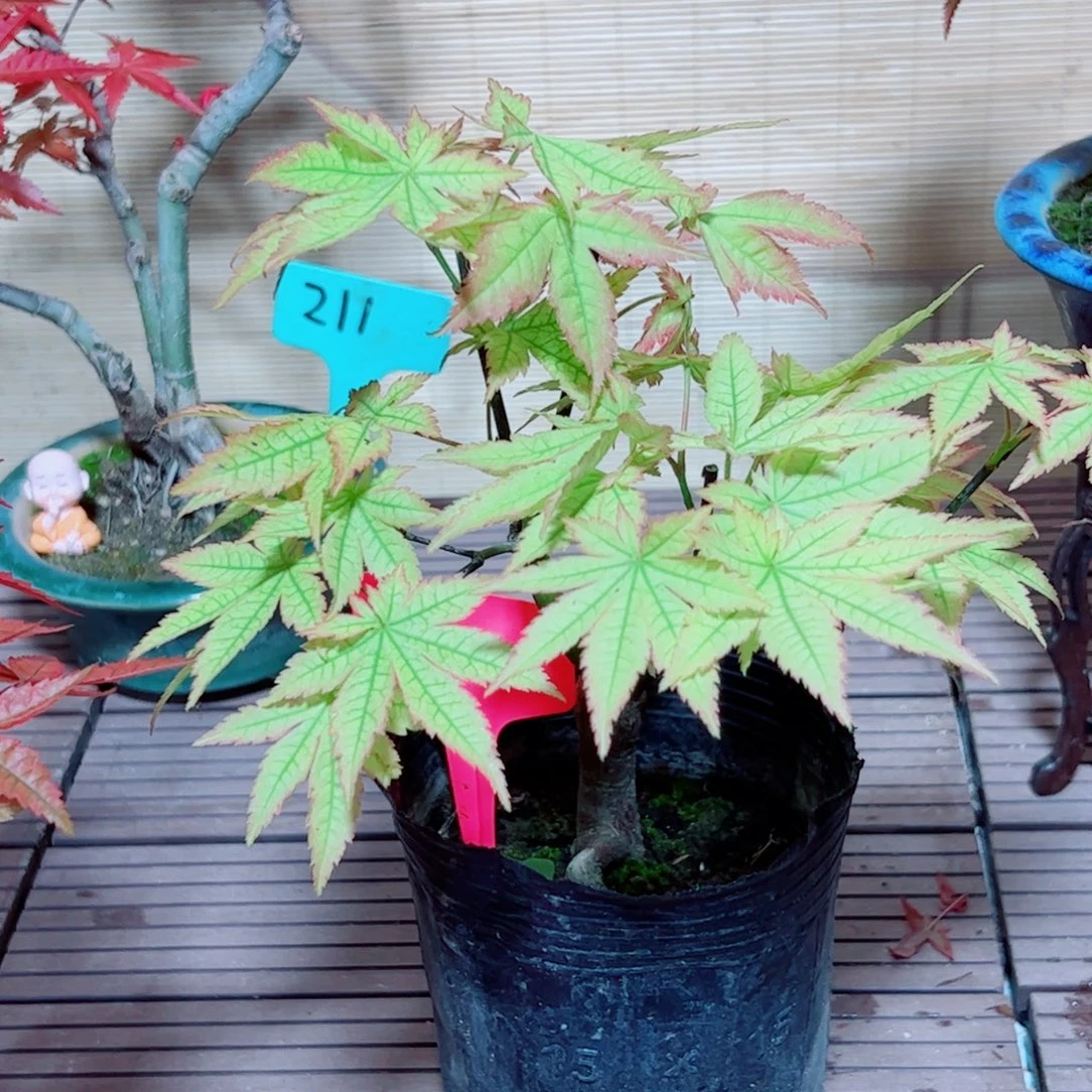 阿***犬无花朵枫树……枫树